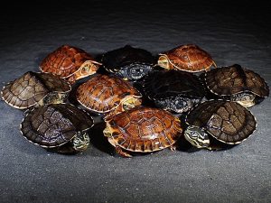 TURTLE、亀、カメ