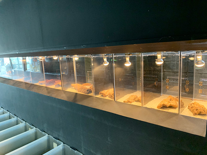 レプタイルホビースト 求人情報